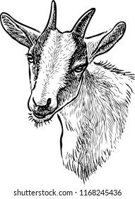 Sketch of the head of a domestic goat