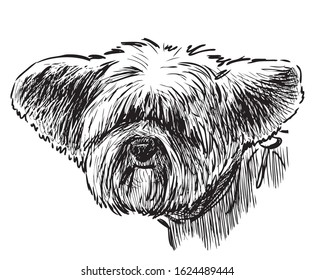 Sketch of head of funny eared lap dog 