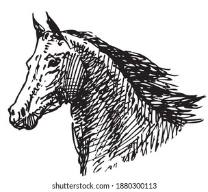 Sketch of a head galloping horse