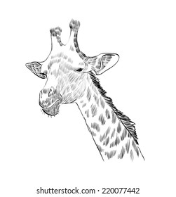 sketch of the head of a giraffe on a white background
