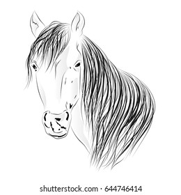 Sketch head of horse. Vector illustration