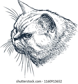 Sketch of the head of a house cat