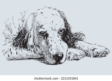 Sketch of head lying sad spaniel