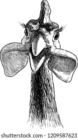 Sketch of the head of a male guinea fowl