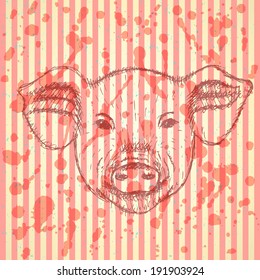 Sketch head of pig, vector vintage background