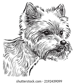 Sketch of head purebred Yorkshire terrier