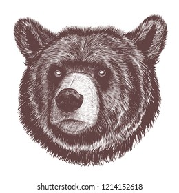 the sketch head Russian bear 