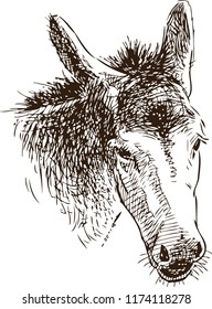 Sketch of the head of a sad donkey