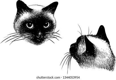 Sketch of a head of a siamese cat