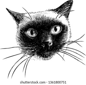 Sketch of the head of a thai cat