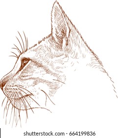 sketch of the head of a young cat