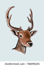 Sketch of the head of a young deer with horns. Vector illustration.