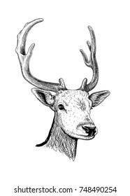 Sketch of the head of a young deer with horns isolated on white background. Vector illustration.