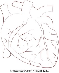 Sketch of heart, thin line on white, vector illustration