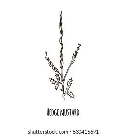 Sketch of Hedge Mustard. Hand drawn botanical vector illustration