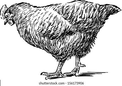 sketch of a hen
