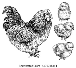 Sketch Hen with Cute chick. Hand drawn realistic chicken. Ink engraved graphic illustration of little bird, chicken.