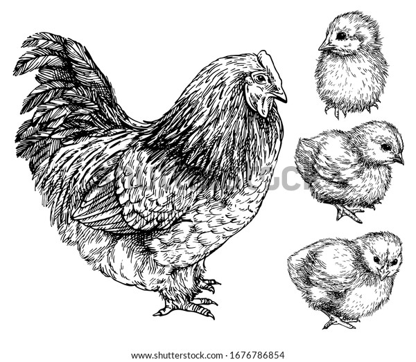 可愛い雛を持つ鶏のスケッチ 手描きのリアルな鶏 鶏の小鳥のイラストをインクで刻んだ図 のベクター画像素材 ロイヤリティフリー