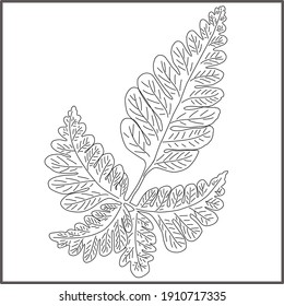 a sketch of a herbal leaf, isolated at white background