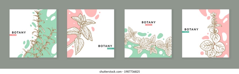 Sketch herbs posters. Sketchy herbs banners, spring and summer botanical cards, spicy plants brochure, modern design. Vector set