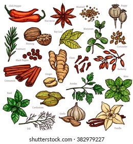 Sketch Herbs And Spices Color Set