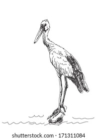 Sketch of heron bird Vector