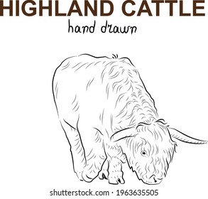 Sketch of highland cattle.  Minimalistic style