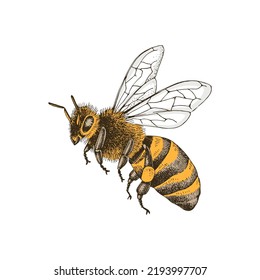 Sketch honey bee side view vector drawing.