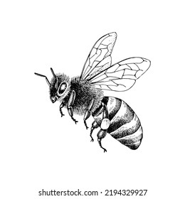 Sketch honey bee side view vector drawing 