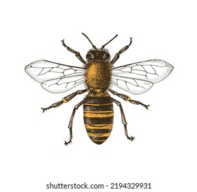 Sketch honey bee top view vector drawing.