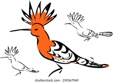 Sketch of hoopoe