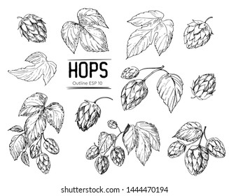 Sketch of a hop plant. Hop cones. Hand drawn illustration converted to vector