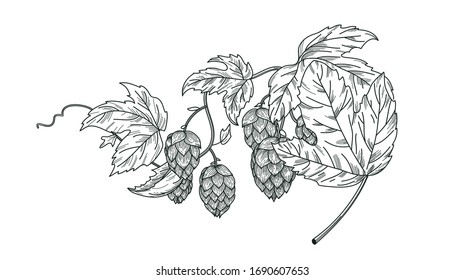 Esbozo de la planta de lúpulo, rama de lúpulo con hojas y conos de lúpulo en estilo de grabado. Detiene la composición aislada vectorial. Humulus lupulus ilustración para embalaje, patrón, ilustración de cerveza, producto de cervecería