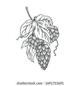 Esbozo de la planta de lúpulo, rama de lúpulo con hojas y conos de lúpulo en estilo de grabado.Detiene la composición aislada vectorial. Humulus lupulus ilustración para embalaje, patrón, ilustración de cerveza, producto de cervecería