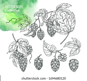 Sketch of hop plant with leaves and hop cones in engraving style. Hops vector set isolated composition. Humulus lupulus illustration for packaging, pattern, beer illustration, brewery product.