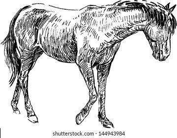 sketch of horse