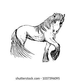sketch of a horse in black lines. the horse stands sideways with a long tail