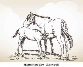 Sketch of the horse, Foal sucks milk, Hand drawn vector illustration