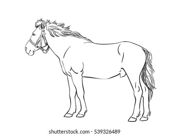 Esbozo del caballo, ilustración de vector dibujada a mano
