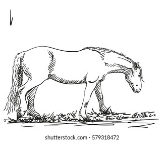 Sketch of horse, Hand drawn vector illustration 