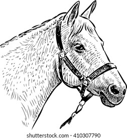 sketch of the horse head