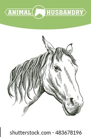 sketch of horse head drawn by hand. livestock. animal grazing