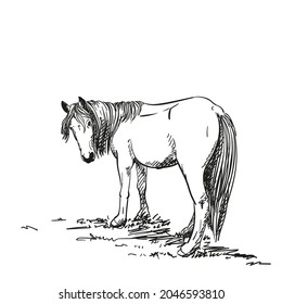 Sketch of horse with long mane standing on grass turned her head to look back, Vector Hand drawn illustration