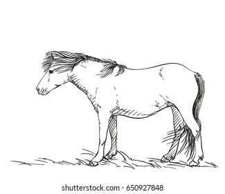 Sketch of horse with wind blown mane, Hand drawn vector illustration isolated on white