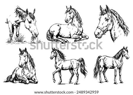 Sketch of a horses on a white background