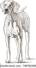 sketch of a hound dog