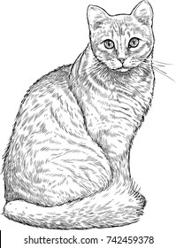 Sketch Of A House Cat