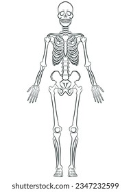 Sketch Human Biology Skeleton System Diagram