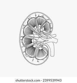 Sketch of the human Body part in vector design. Line drawing of the body part illustration. clip art of medical field icon. Health symbol