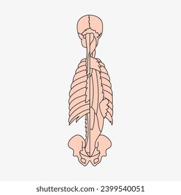 Sketch of the human Body part in vector design. Line drawing of the body part illustration. clip art of medical field icon. Health symbol